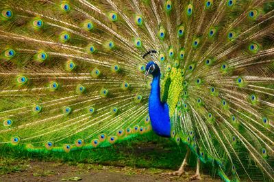 Fanned out peacock on field