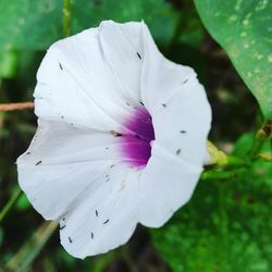 Close-up of white hibiscus blooming outdoors