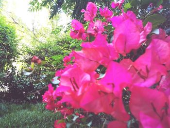 Close-up of pink flowers