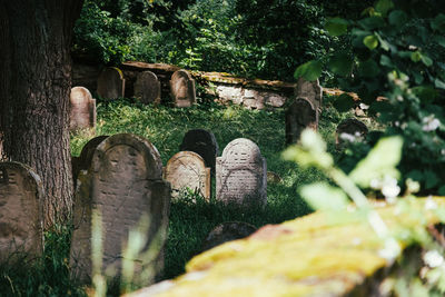 Plants and trees in cemetery