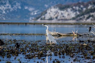 Birds on a lake