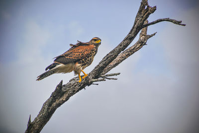 Low angle view of eagle perching on branch against sky