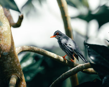 Beautiful portrait moody red legged thrush singing standing on a branch from puerto rico