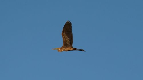 Low angle view of a bird flying