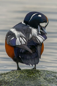 Close-up of duck on rock by lake