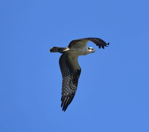 Low angle view of seagull flying