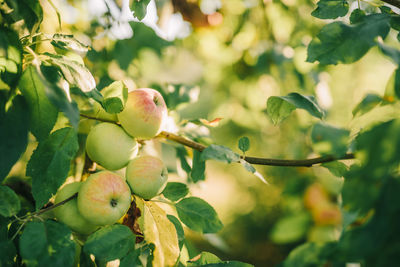 Close-up of fruits growing on tree