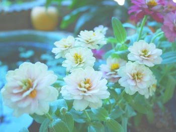 Close-up of flowers
