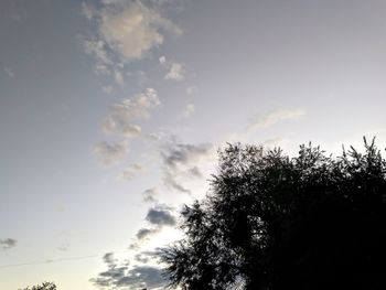 Low angle view of tree against sky