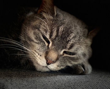 Close-up of cat sleeping