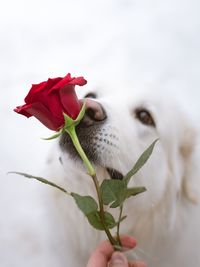 Close-up of hand holding red rose