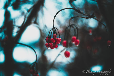 Close-up of red berries growing on tree