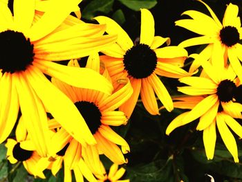 Close-up of black-eyed yellow flowers blooming outdoors