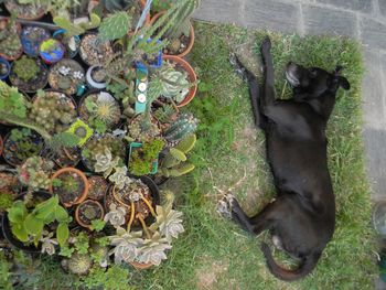 High angle view of dog on field