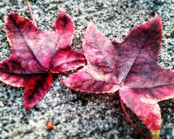 Close-up of maple leaves