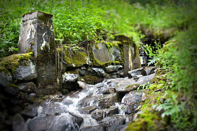 Moss growing on rocks in forest