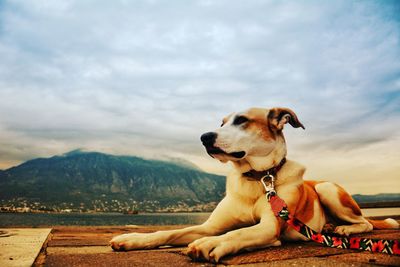 Dog resting in a mountain against sky