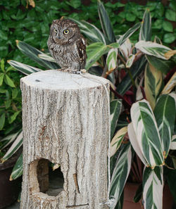 Close-up of bird on wooden post