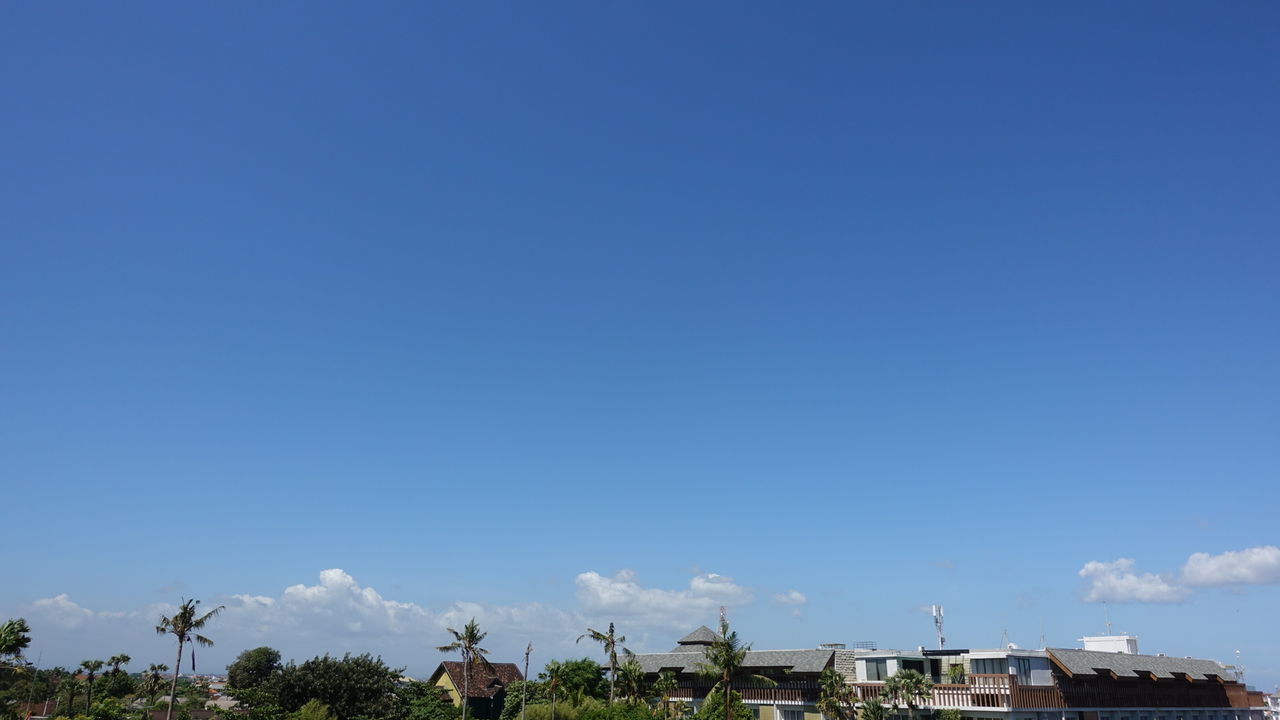 PANORAMIC VIEW OF TREES AGAINST BLUE SKY