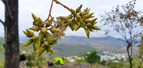 Close-up of flowering plant