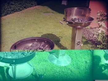 Close-up of green grass