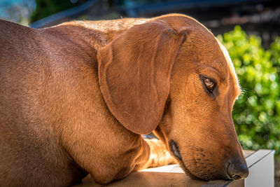 Close-up of a dog looking away