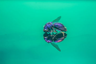 Close-up of insect in blue water