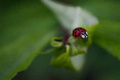 Close-up of ladybug on leaf