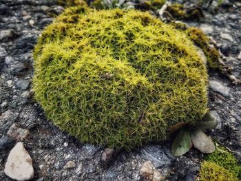 High angle view of cactus growing on field