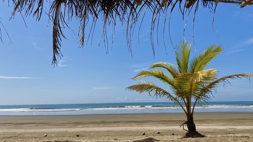 Palm tree on beach against sky