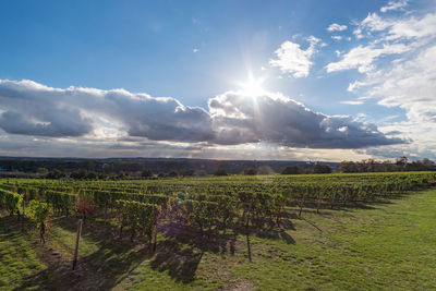 Scenic view of vineyard against sky