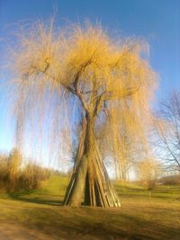 View of trees in park