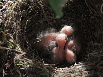 High angle view of bird in nest