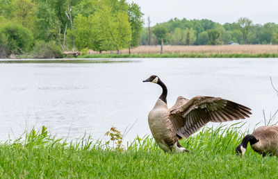 Ducks on a field