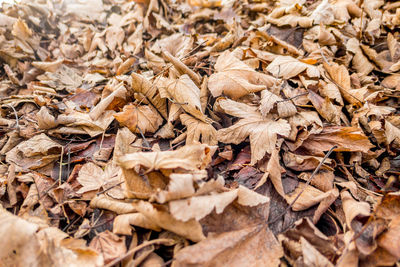 Close-up of dry leaves on field