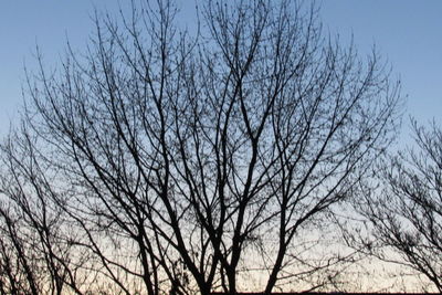 Low angle view of bare tree against clear sky