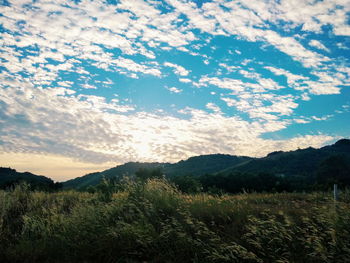 Scenic view of field against sky