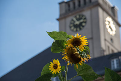 Low angle view of yellow flowers