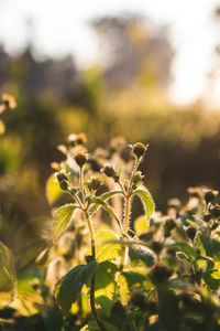 Close-up of plant growing on field