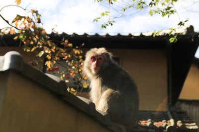 Monkey sitting on a looking away in the autumn in fushimi inari shrine, kyoto, japan