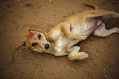 High angle view of a dog resting on sand