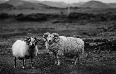 Sheep grazing on field