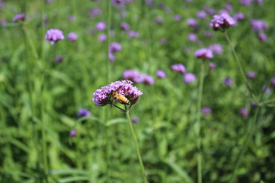 Close-up of purple flowering plant on field