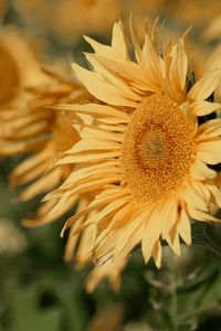 Close-up of yellow flower