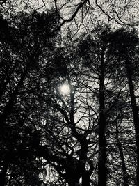 Low angle view of sunlight streaming through trees