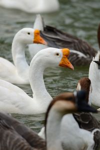 View of ducks swimming on lake