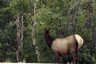 Horse standing in a forest