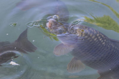 High angle view of fish swimming in sea