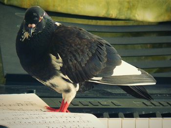 Bird perching on railing