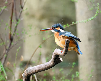 Close-up of bird perching on branch